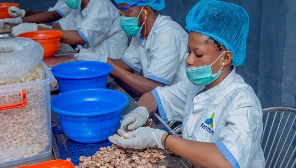 Les agriculteurs nigérians adoptent la technologie pour lutter contre l'insécurité alimentaire