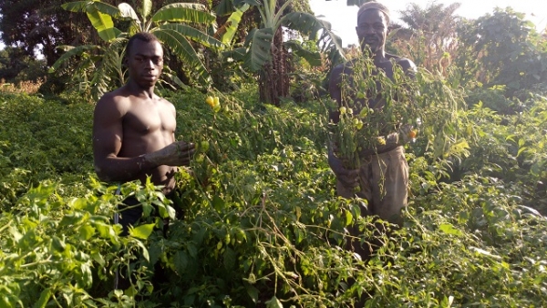 Côte d’Ivoire : Dans la fièvre du "Piment-dollar" à Ferke, un business fructueux mais épicé